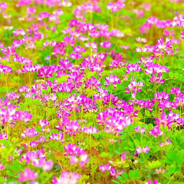 まっちゃんのふじ山れんげ米のレンゲ畑のイメージ画像