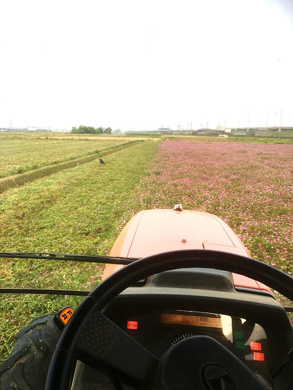 まっちゃんのふじ山れんげ米で使用するれんげの鋤き込みのイメージ画像